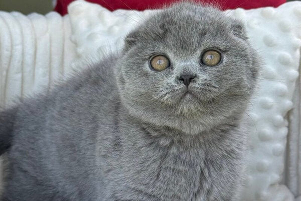Toby Scottish Fold male blue - live animals
