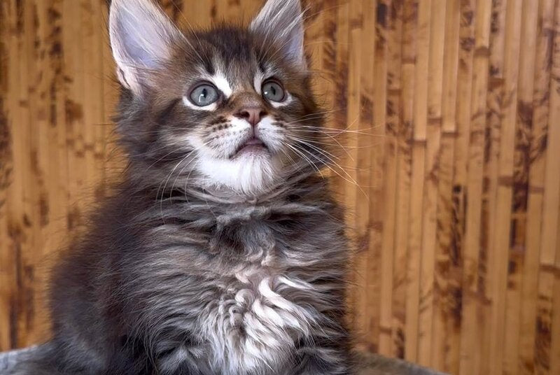 Uzhik Maine Coon male, black ticked tabby