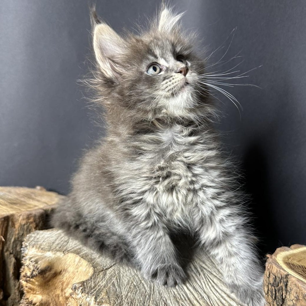 Sony Maine Coon female, blue silver ticked tabby
