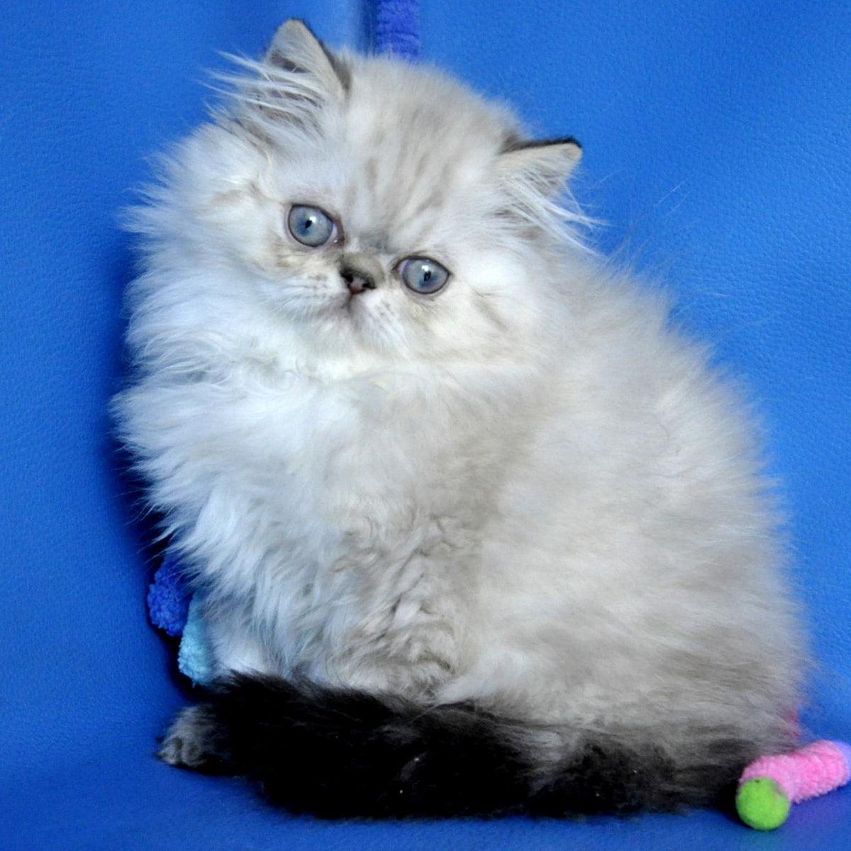 Paola Persian female, blue pointed