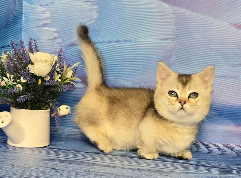 Rambo Munchkin male blue silver shaded - live animals
