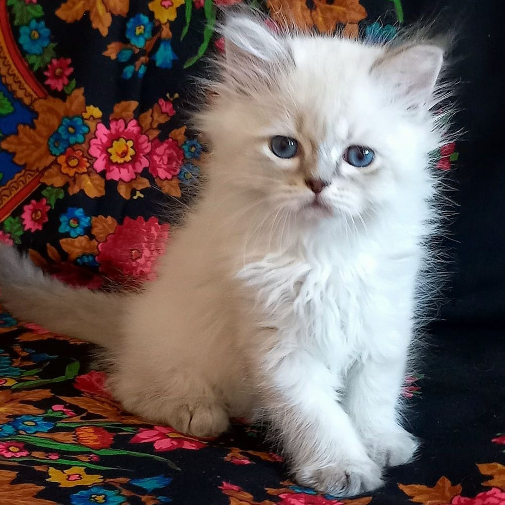 Mikhey Siberian male, blue tabby pointed
