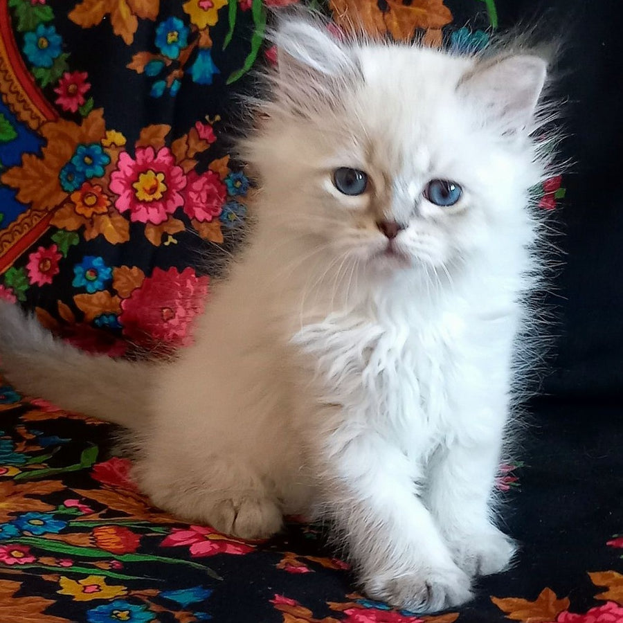 Mikhey Siberian male, blue tabby pointed
