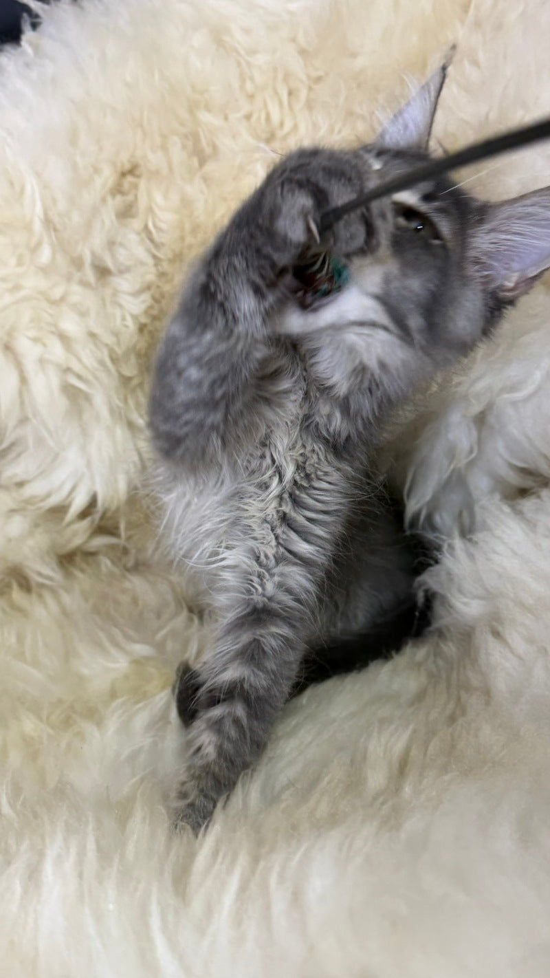 Quest Maine Coon male, blue ticked tabby