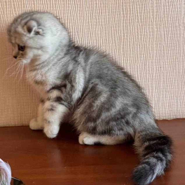 Shanti Scottish Fold female, black silver tabby
