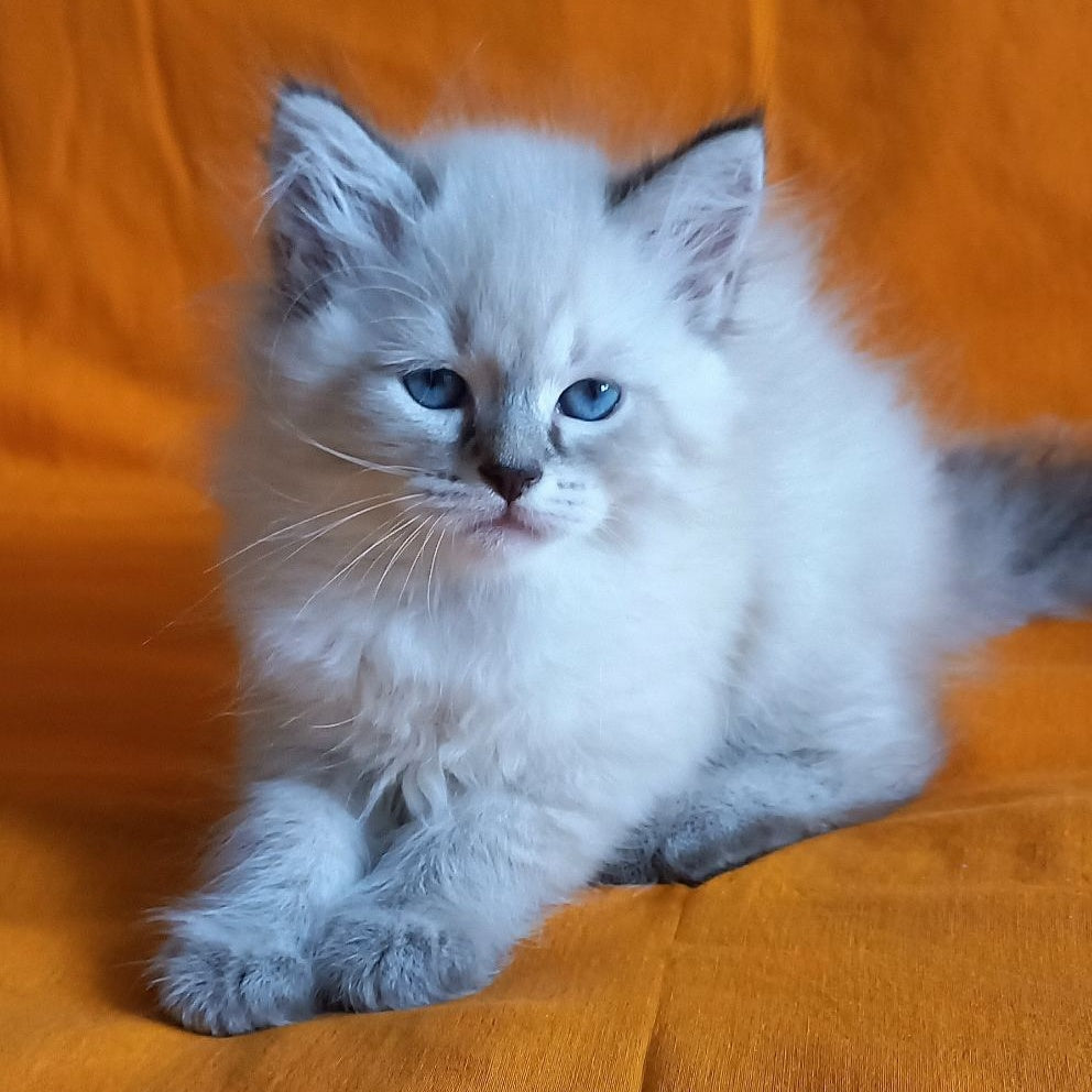 Marcus Siberian male, black tabby pointed