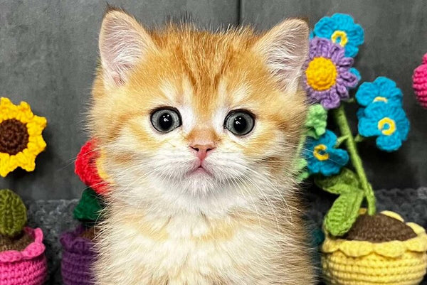 Jerry Scottish Straight male black golden spotted tabby live animals