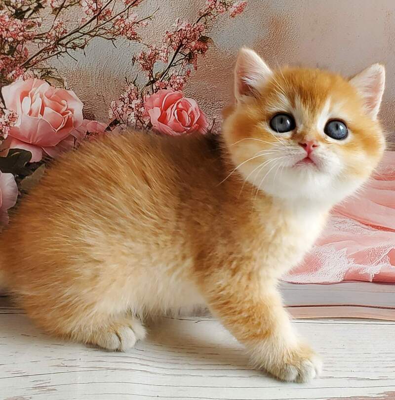 Jerry British Shorthair male, black golden shaded