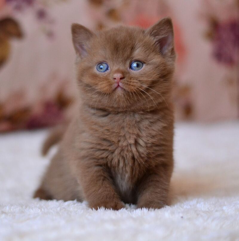 Ecler British Shorthair male cinnamon - live animals