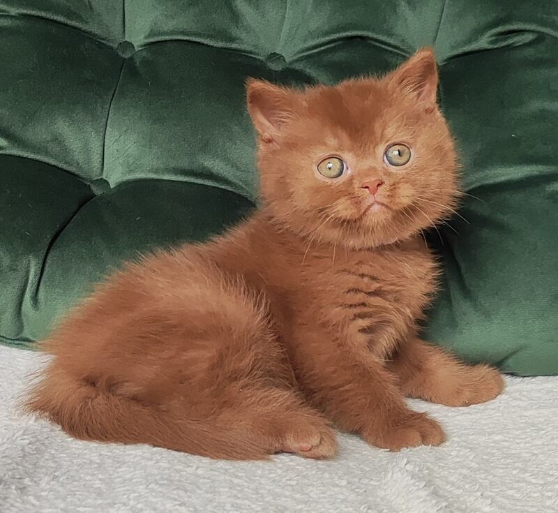 Umi British Shorthair male cinnamon - live animals