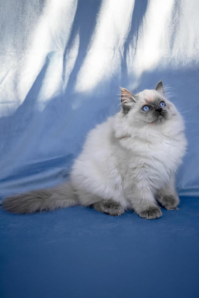 Muffin Ragdoll male, blue pointed