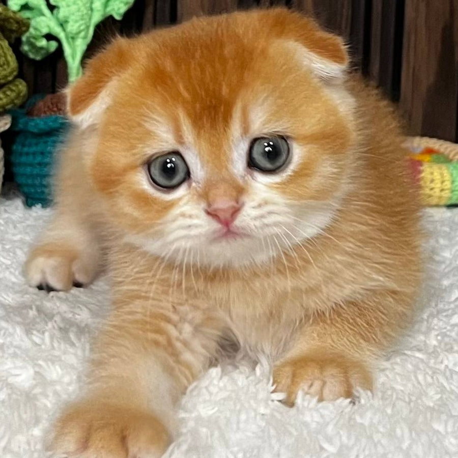 Nefertiti Scottish Fold female, black golden chinchilla
