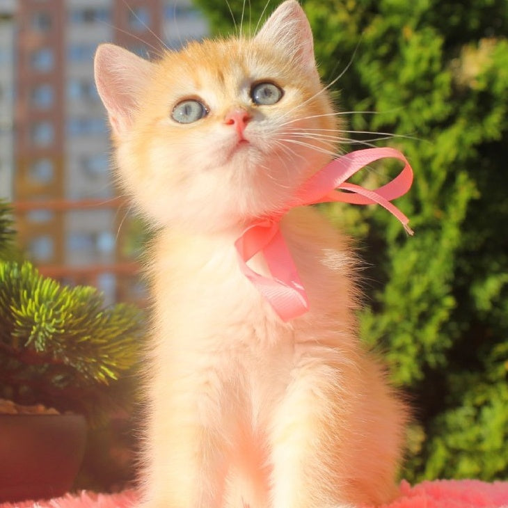 Hanna British Shorthair female, black golden chinchilla