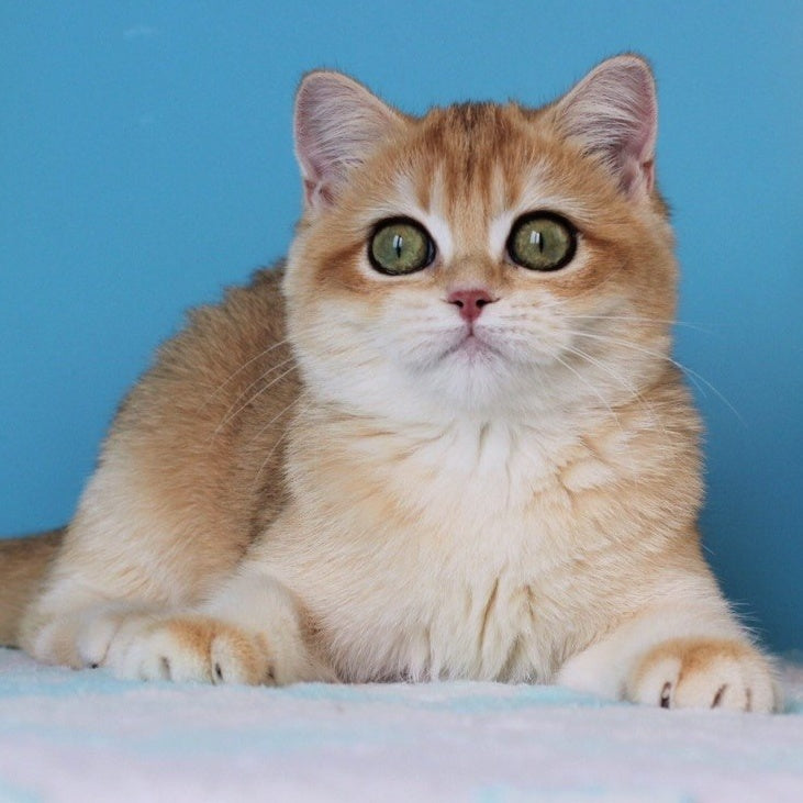 Robert British Shorthair male, black golden shaded