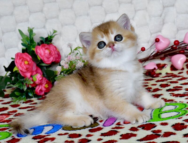 Warya British Shorthair female black golden shaded - live animals