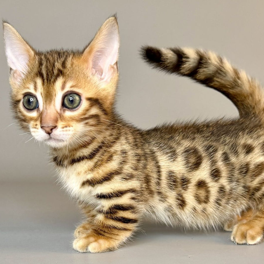 Patch Munchkin male, black golden spotted tabby