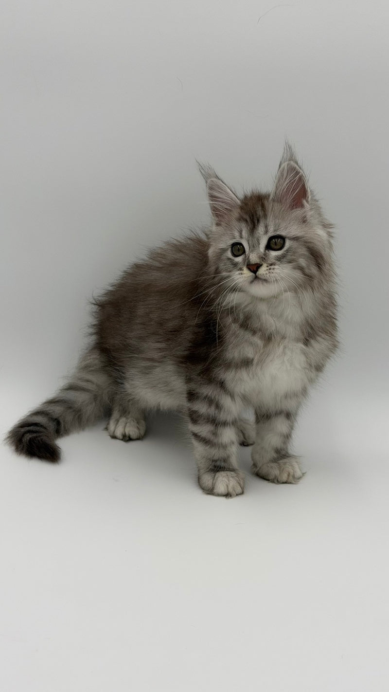 Mantra Maine Coon female, black silver spotted tabby