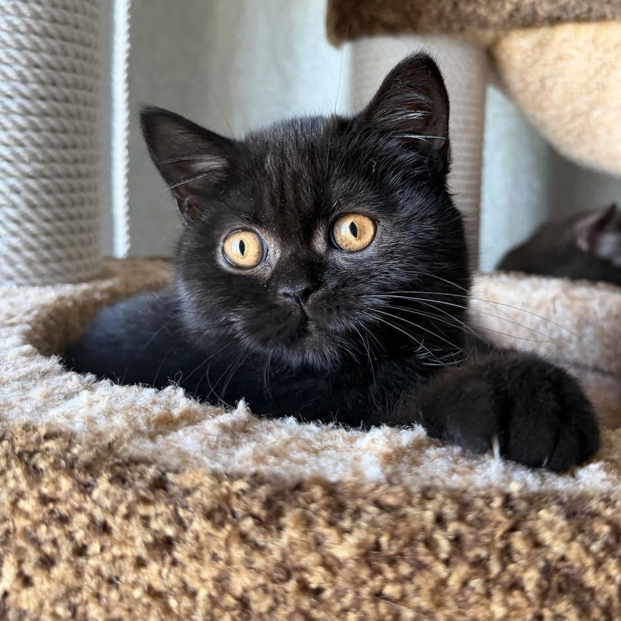 Afina Scottish Straight female, black