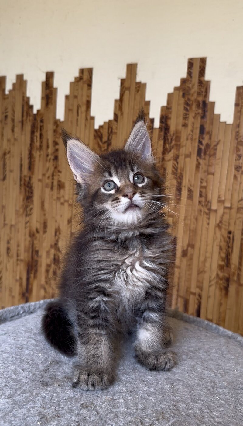 Uzhik Maine Coon male, black ticked tabby