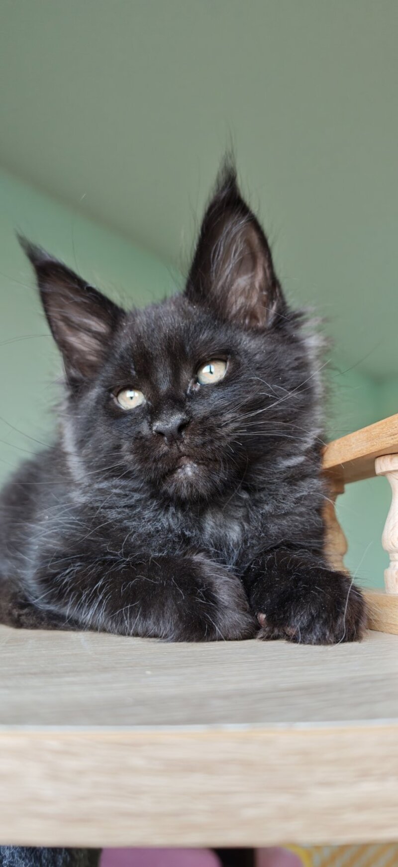 Genry Maine Coon male, black
