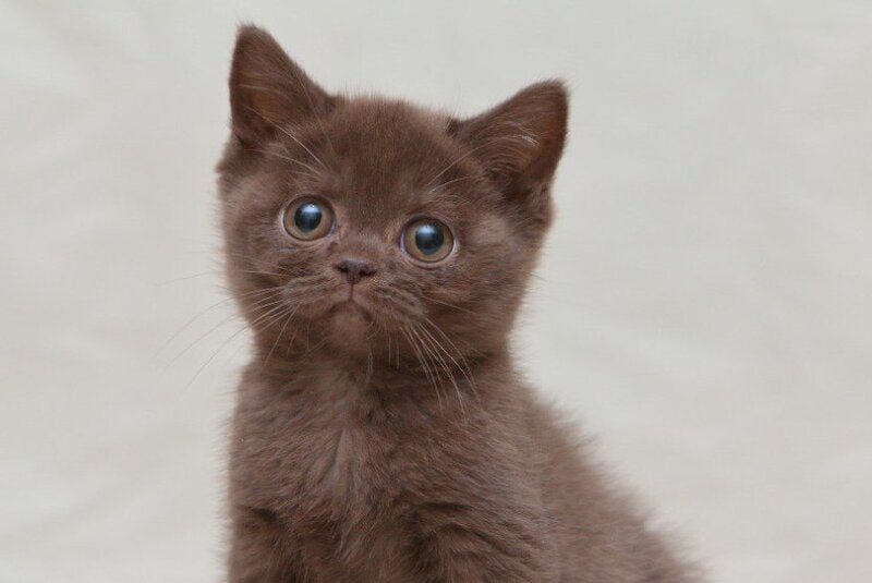 Neko British Shorthair male, chocolate