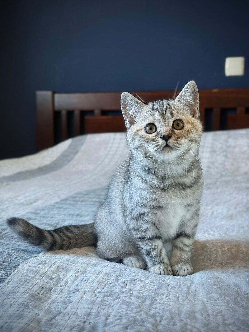 Jakonda Scottish Straight female, black tortie silver spotted tabby