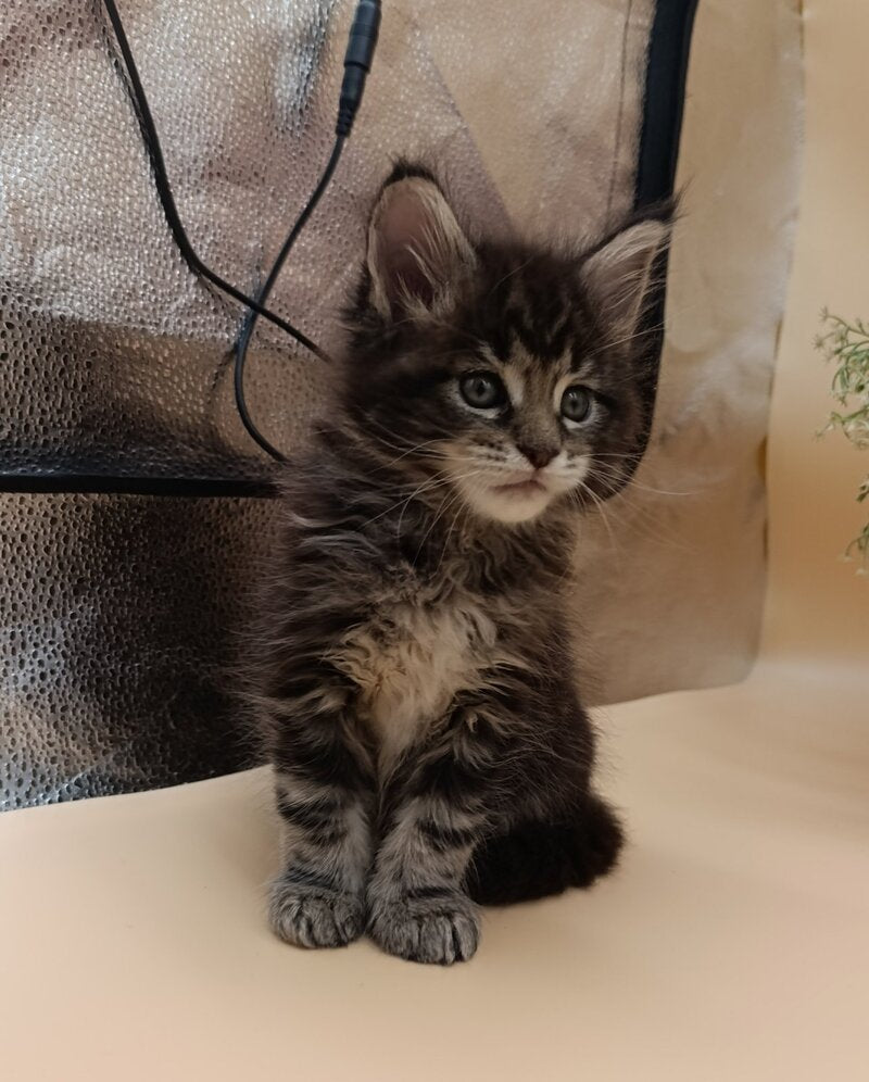 Dimitri Maine Coon male, black silver tabby