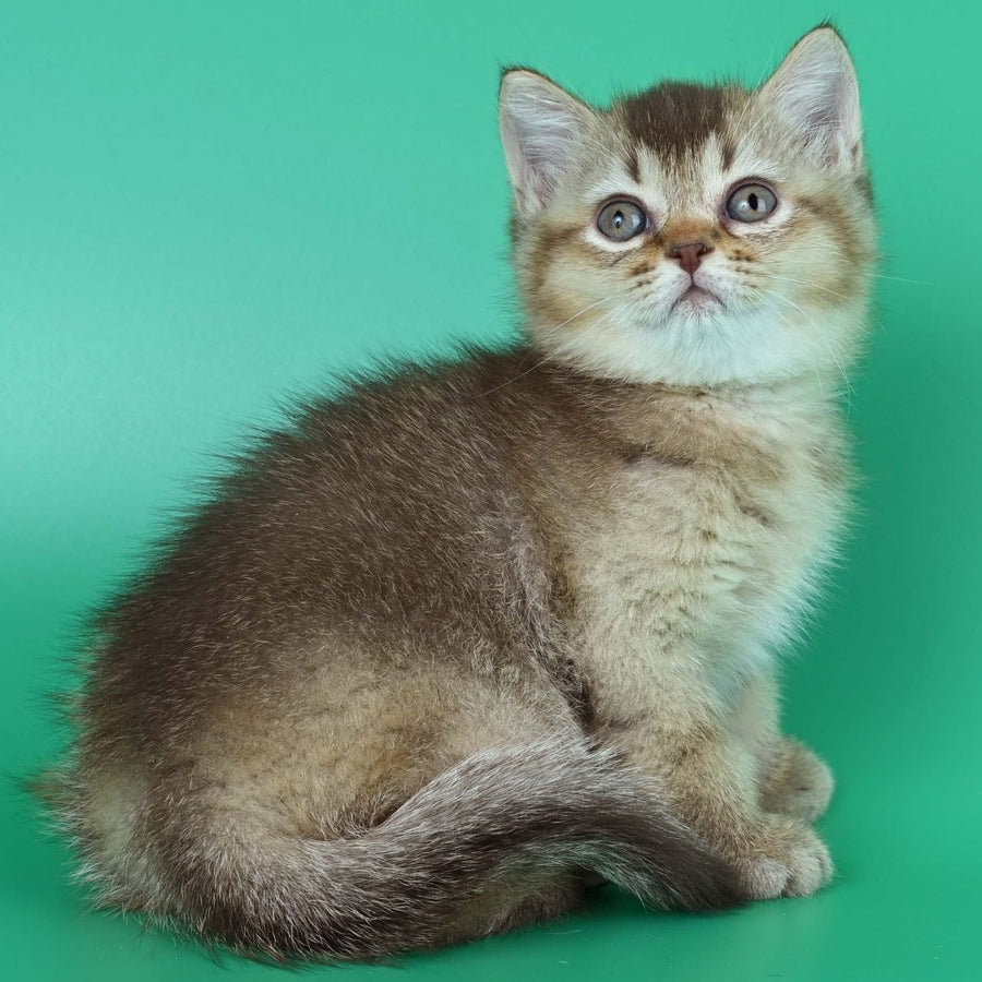 Jina British Shorthair female, chocolate ticked tabby