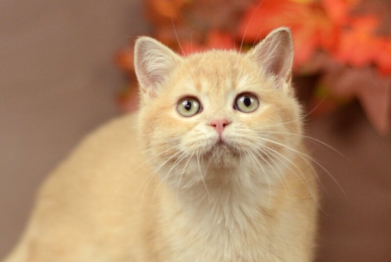 Samantha British Shorthair female, lilac golden chinchilla