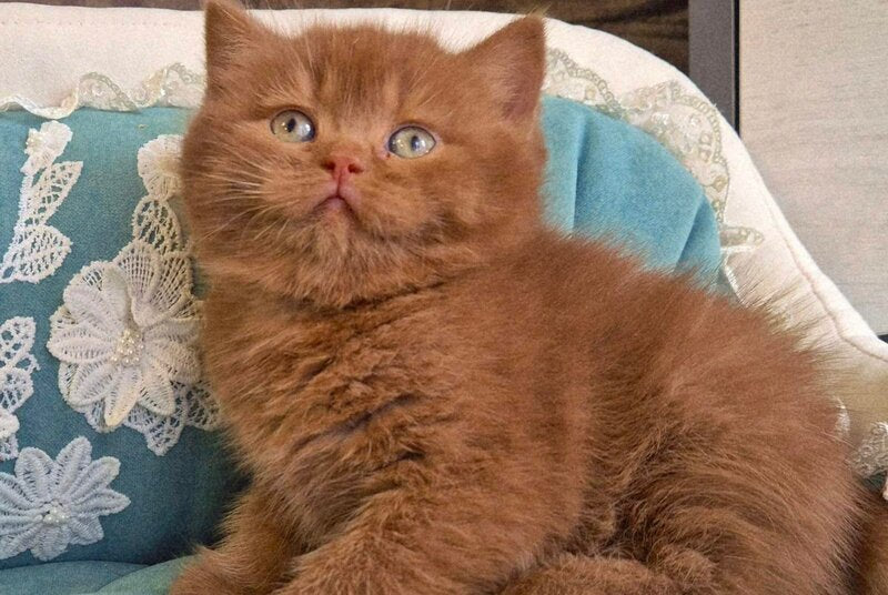 Baksik British Shorthair male cinnamon - live animals
