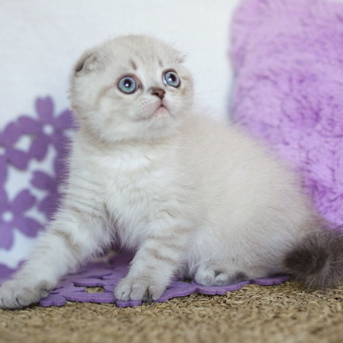 Uty Puty Scottish Fold male, black shaded pointed