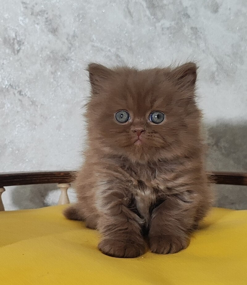 Urban British Longhair male cinnamon - live animals