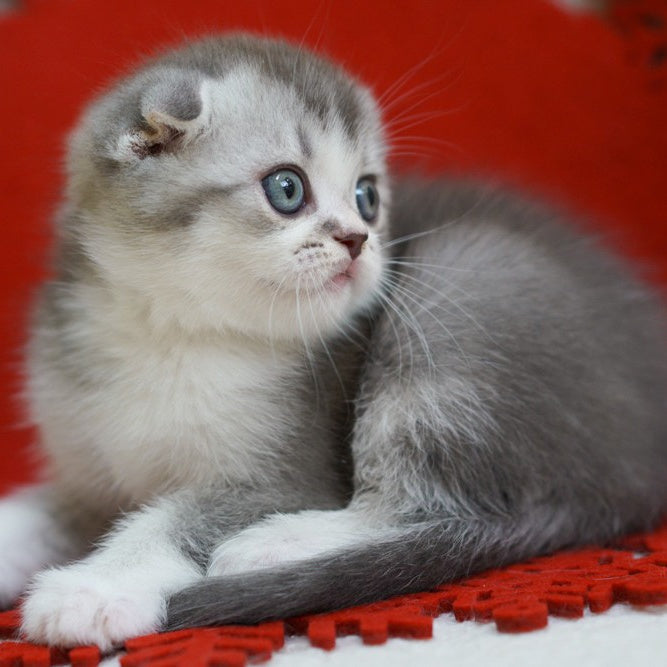 Dimond Scottish Fold male, blue ticked tabby bicolour