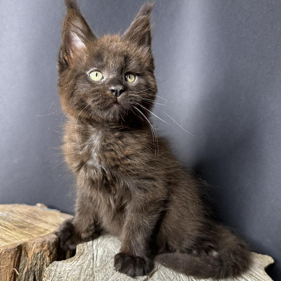 Patron Maine Coon male, black