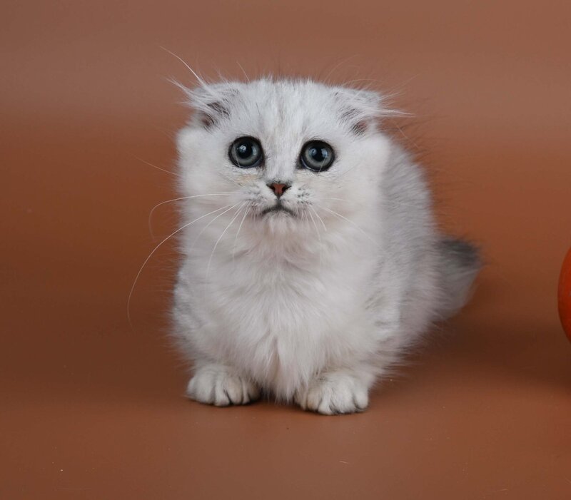 Xena Munchkin female, black silver shaded