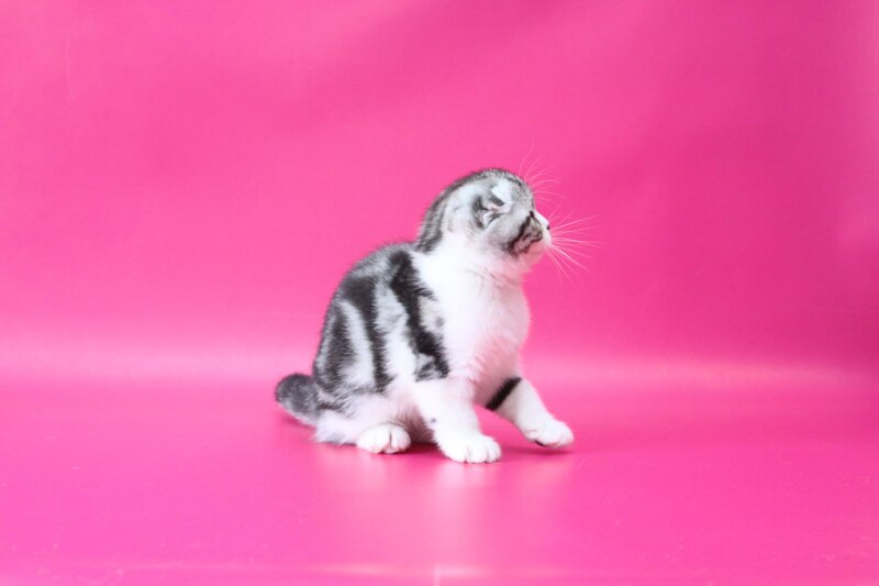 Rihanna Scottish Fold female black silver tabby bicolour live animals