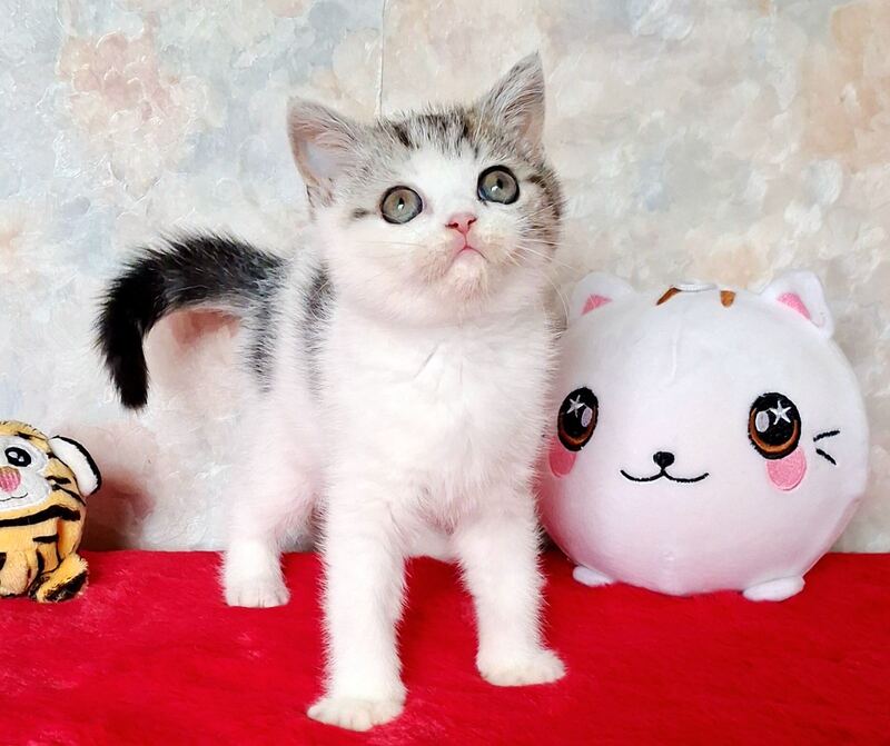Rafaella Scottish Straight female, black tabby bicolour