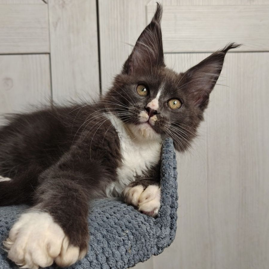 Amur Maine Coon polydactyl 7x7x6x6 male, blue bicolour