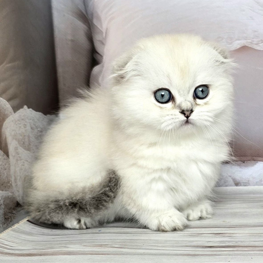 Sapphire Munchkin female, black silver shaded pointed