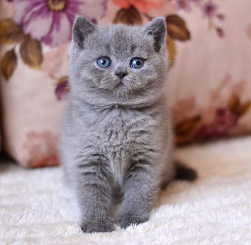 Emma British Shorthair female blue - live animals