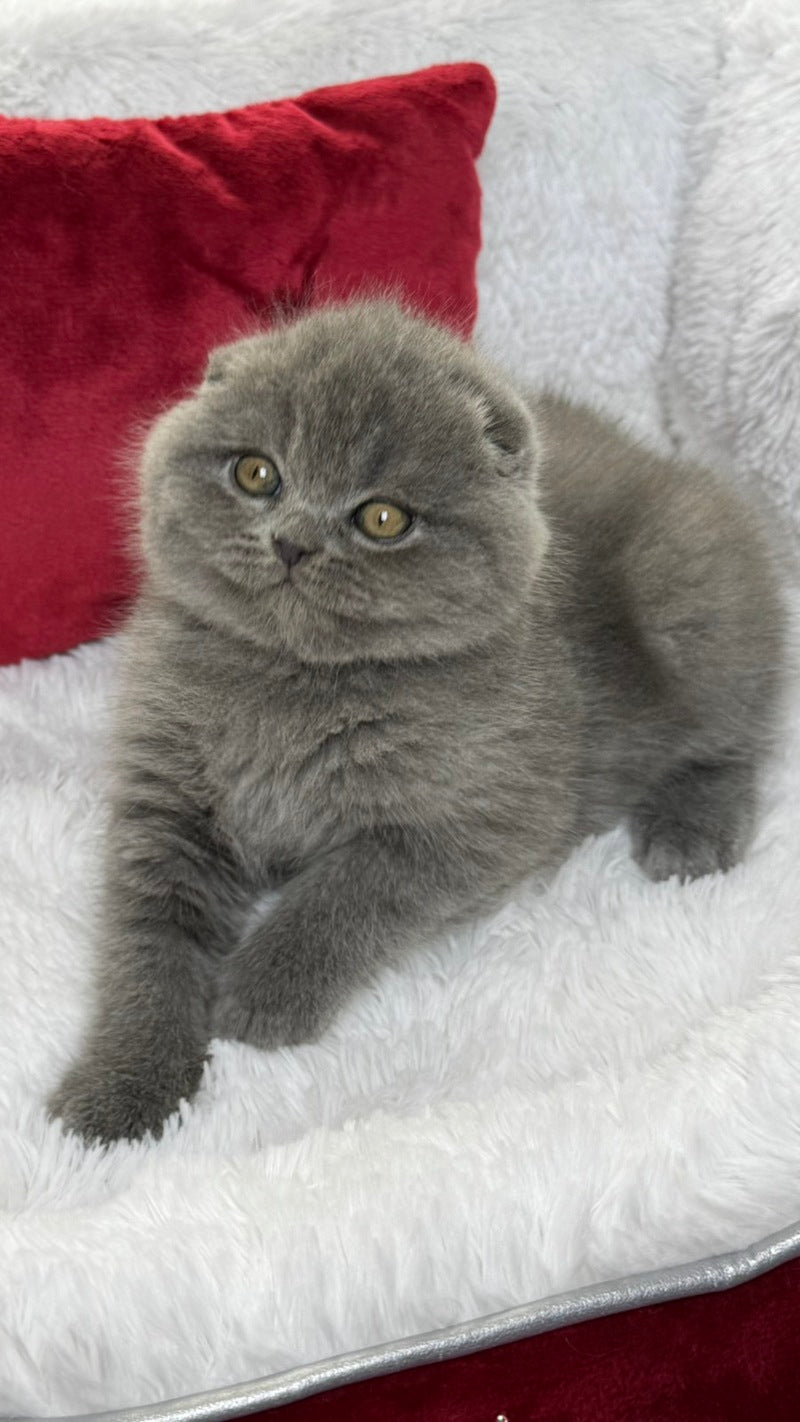 Benny Scottish Fold male, blue