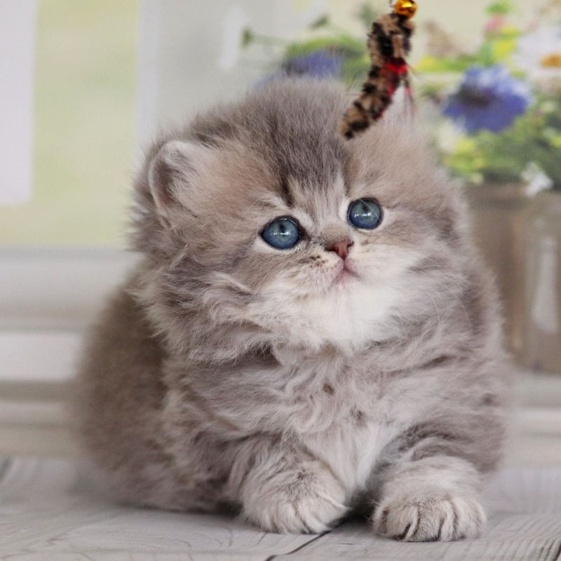 Ximena British Longhair female, blue golden shaded