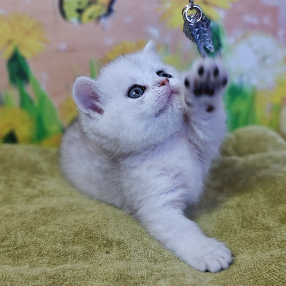 Ariel Munchkin female, black silver spotted tabby