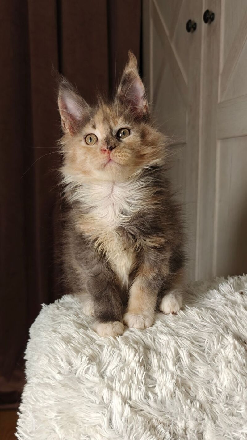 Quintara Maine Coon female blue tortie tabby bicolour live animals