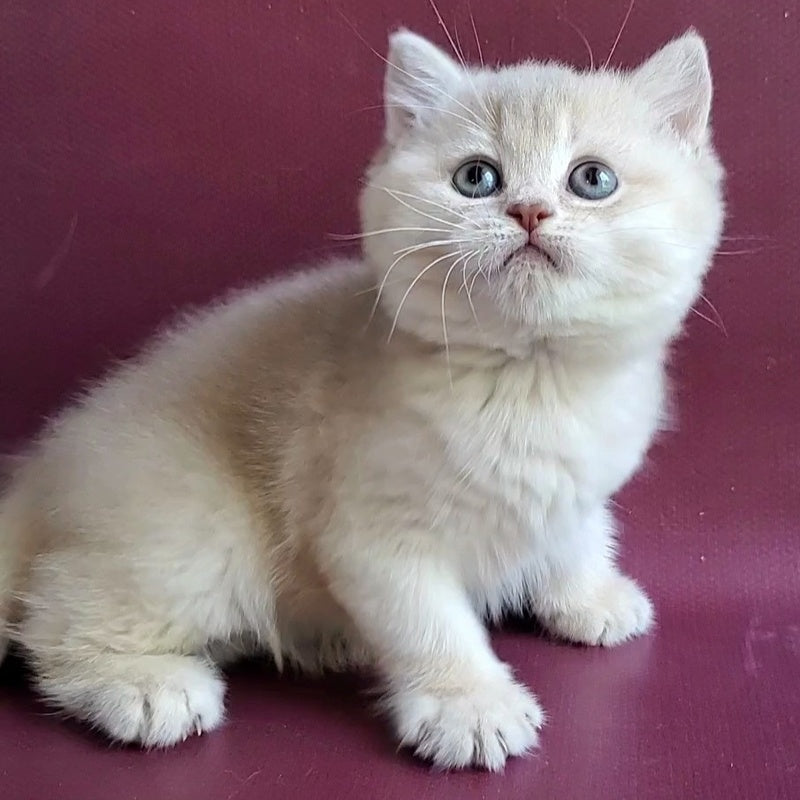 Alisa British Shorthair female, lilac golden shaded