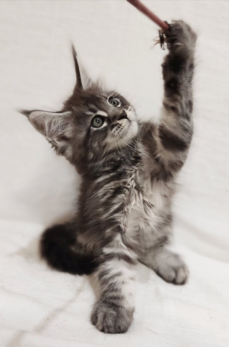 Drive Maine Coon male, black silver tabby