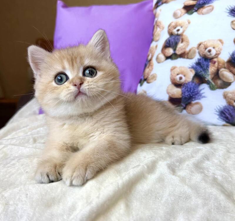 Alina British Shorthair female, black golden chinchilla