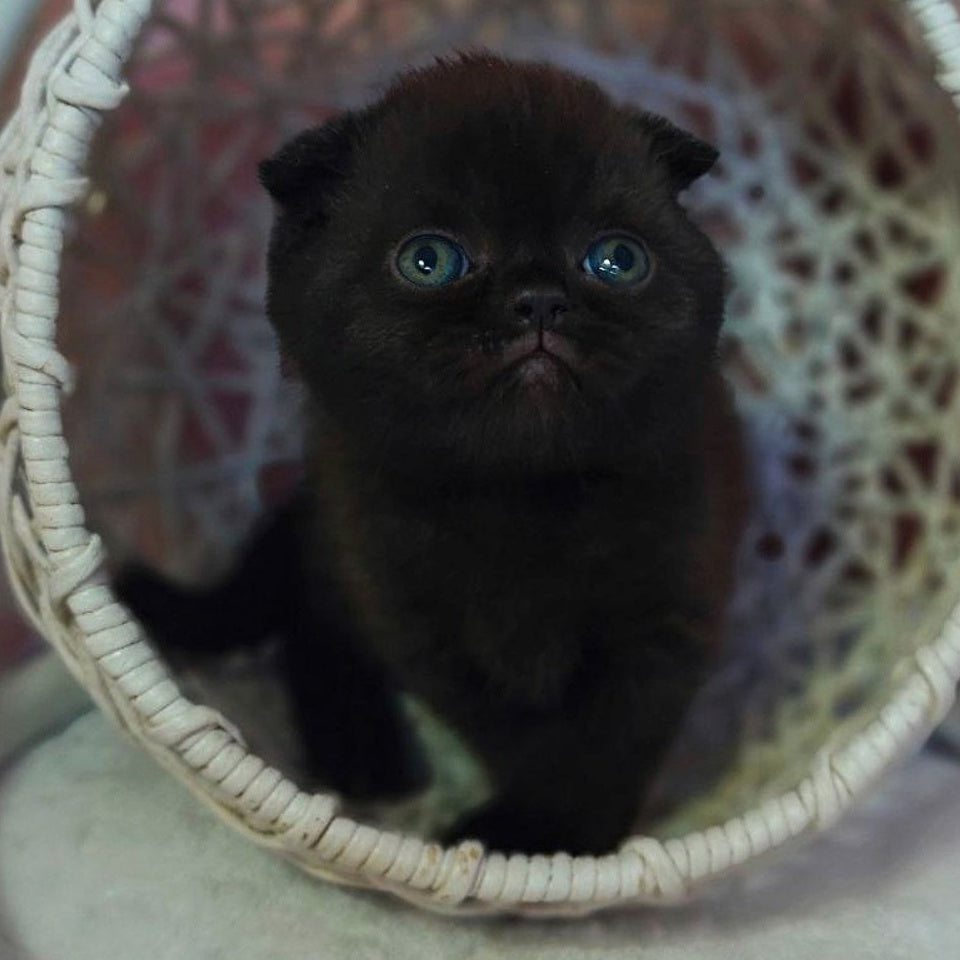 Xander Scottish Fold male, black