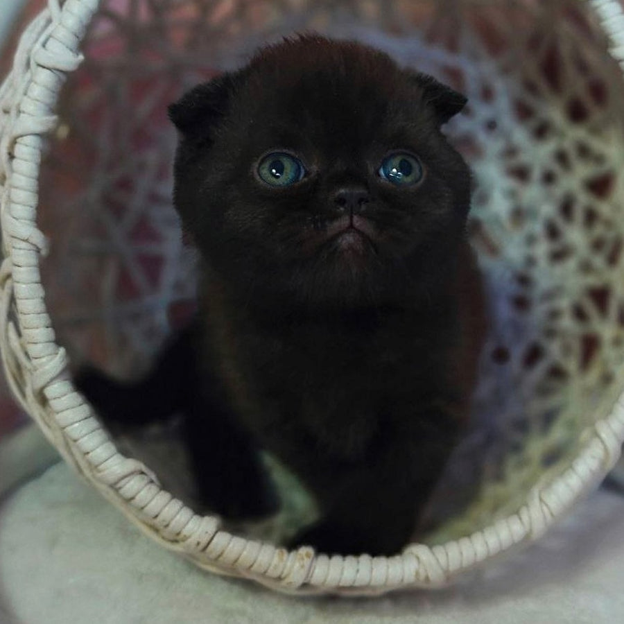 Xander Scottish Fold male, black