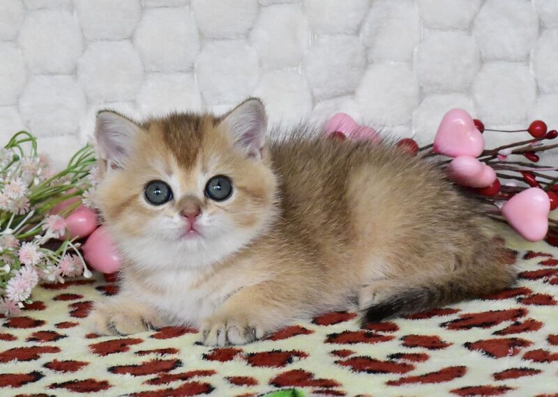 Wendy British Shorthair female black golden shaded - live animals